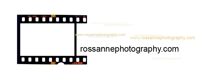 Rossanne Pellegrino, Photographer